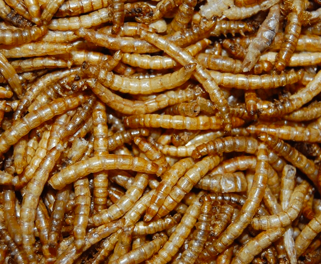 Meelwormen voeding, Meelwormen voeding