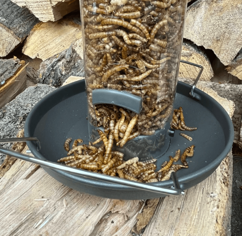 Boerenbond Meelwormen, Boerenbond Meelwormen